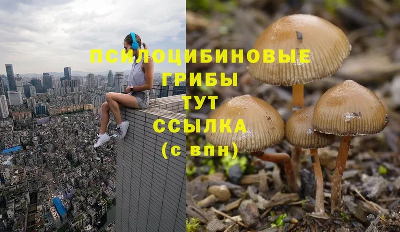 MEGA ссылка  Гуково  Галлюциногенные грибы Psilocybine cubensis  дарнет шоп 